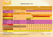 Ferro COCO BLOOM A&B - faza de înflorire