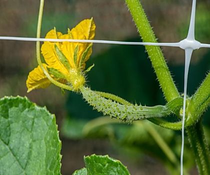 Plasă de susținere legume/ plante 100m (rolă) x 1,36m