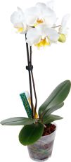 Orchid Focus Drip Feeders 1 x  38ml - Fertilizant pentru Orhidee prin Picurare