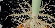 Ghiveci air-pruning Neptune Hydroponics