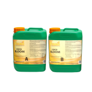 Ferro COCO BLOOM A&B - faza de înflorire